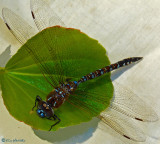 Dragonfly - Arroyo Darner - blue darner?