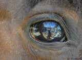 Eye Balling Your Donkey Ears