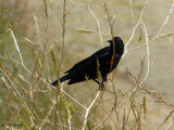 Red-wing blackbird