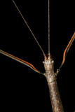 Diapheromera femorata (Northern Walkingstick)