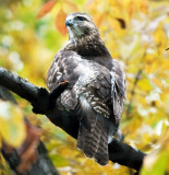 Red-Tailed Hawk (juvenile)