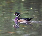 Wood Duck (male)