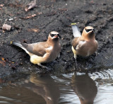 Cedar Waxwings