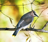 Cedar Waxwing