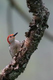 Red-bellied Woodpecker (<i>Melanerpes carolinus</i>)