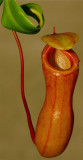Nepenthes ventricosa