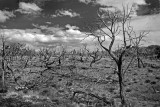After the Fire
