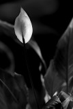 10th Place - Lily <br>by Rod