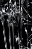 Cane Palm