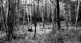 Birches