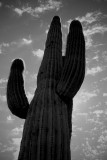 Saguaro