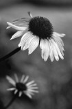 Coneflowers