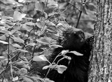 Porcupine