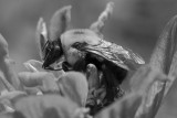 Bee ware