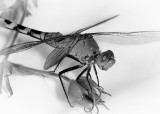 Bugscape