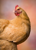 3rd- Colorful Chick <br>by Debbi_in_California