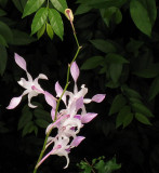 Orchid 2