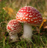 Fly Agaric