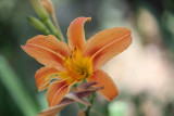 Full Bloom