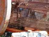 Rusty Cages