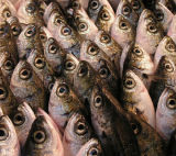 <b>1st<br></b>Sardines<br>by Barbara Heide