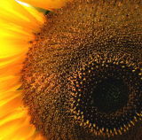 Sunflower *