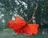 Rainy Day*
