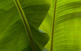 Banana Tree*