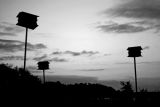 10 - Birdhouses