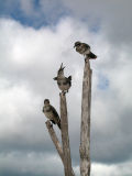9 - Mockingbirds *