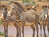 Zebras*