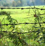 Barbed Wire *