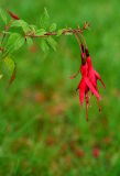Three in Bloom*