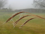 Cold Morning *