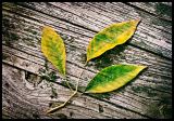 Three Leaves Departed*
