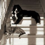 buddies