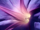 <b>3rd</b><br>Morning Glory*<br>by Christina Conroy