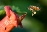Honey Bee Power
