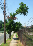 Sagging Tree