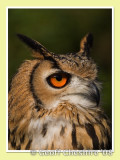South Asian Owl (3)