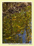Reflected through the leaves