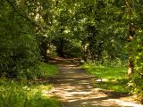 Woodland Path
