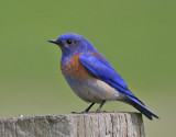 Western Bluebird