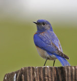 Western Bluebird