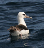 Laysan Albatross