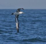 Laysan Albatross