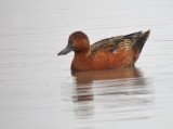 Cinnamon Teal