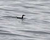 Craveris Murrelet