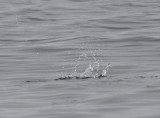 Craveris Murrelet