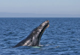 Humpback Whale